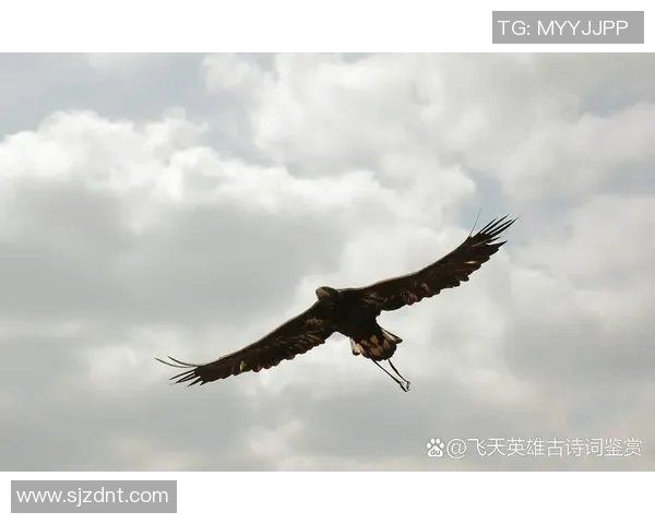 雄鹰翱翔天地间：探索老鹰的生存智慧与飞行奥秘